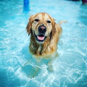 a happy, wet dog swims in clear blue pool water